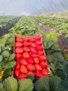 Fresas Premium Huerta Huelva (1.2Kg)