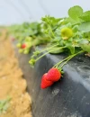 Fresas Premium Huerta Huelva (1.2Kg)