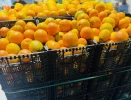 Naranjas Guachis de Huelva (1Kg)