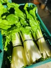 Acelgas Huerto Huelva (Manojo de 1.2Kg)