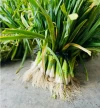 Ajos Tiernos Huerta Huelva (4 uds)