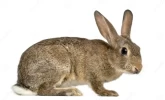 Conejo de Campo (