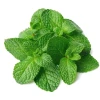 Menta Fresca Navarra (manojo)