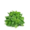 Albahaca Fresca Navarra (manojo)