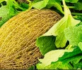 Melón Villaconejos D.O (2.1Kg)