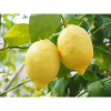Limón Eureka directo del agricultor (500gr)