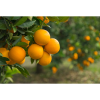 Naranja Navelina directo del agricultor (1Kg)