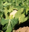 Coliflor Casper Huerta Alboraya (1.5Kg)