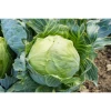 Col Repollo Huerta Alboraya (2Kg)