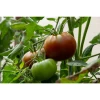 Tomate Ensalada Óptima Huerta Valencia (500gr)