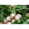 Nabo Blanco Huerta Alboraya (250gr)