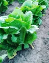Lechuga Huerta Alboraya (unidad)