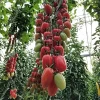 Tomate Cherry de la Axarquía (250gr)
