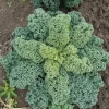 Col Kale ECO Huerta Manchega (500gr)