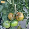 Tomate Ensalada de la Axarquía (500gr)