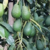 Aguacate Hass BIO Costa Tropical Málaga (500gr)