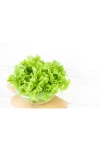 Hoja de Roble Verde Huerta Alboraya (unidad)