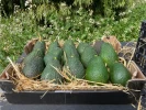 Aguacate Lamb Hass Valenciano (4Kg)