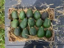 Aguacate Lamb Hass Valenciano (4Kg)