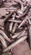 Boquerones del Alba Lonja del Levante (500gr)