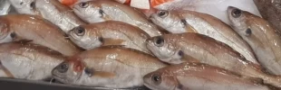 Faneca Lonja de Málaga (500gr)