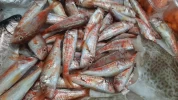 Salmonetes Lonja de Fuengirola (500gr)