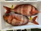 Urtas Conil (Pieza de 1Kg)
