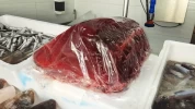 Atún Rojo Tarifa (500gr)