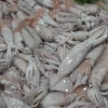 Potas Lonja de Fuengirola (500gr)