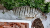 Herreras Lonja de Málaga (Pieza de 500gr)