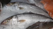 Pez Limón Lonja de Málaga (Unidad de 1Kg)