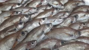 Faneca Lonja de Málaga (500gr)