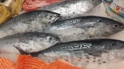 Melvas Lonja de Fuengirola (Pieza de 1Kg)