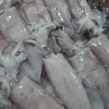 Calamares Lonja de Málaga (500gr)