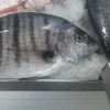 Sargo Picudo Lonja de Fuengirola (Unidad de 600-700gr)