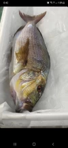 Dentón Lonja de Fuengirola (Pieza de 1Kg)