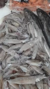 Chipirón Patagónico (500gr)
