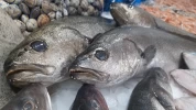 Corvinas Lonja de Málaga (Pieza de 5Kg)