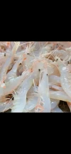 Gambas Cristal Málaga (500gr)