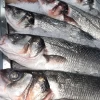 Lubina Acuicultura Nacional (Pieza de 500gr)