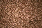 Lenteja Pardina (500gr)